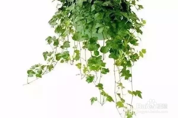 史上最全的吸毒植物.新房必备