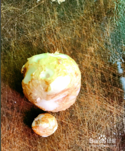 家常菜：沙姜油麦菜