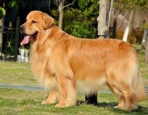 养好金毛犬的方法
