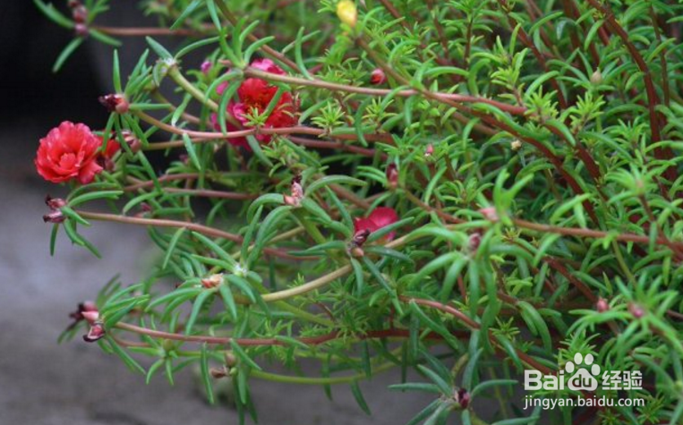 掐不死花怎么种植