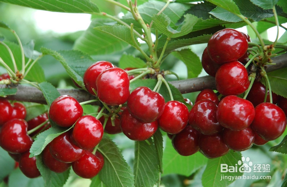 樱桃的食疗六大功能