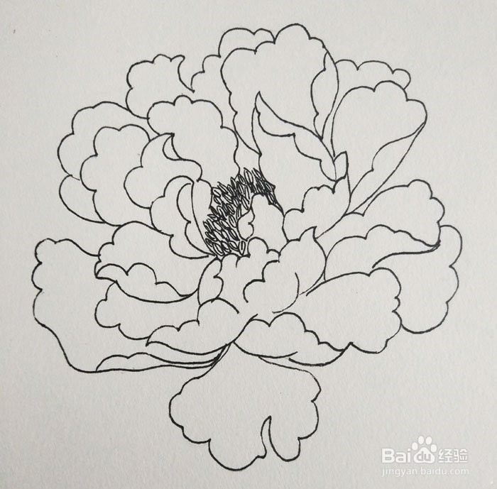 第四步,在中间画上牡丹的花蕊,并优化花瓣的细节