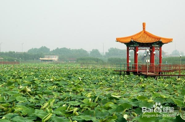 白洋淀周围好玩的景点——游北地西湖，放松心情