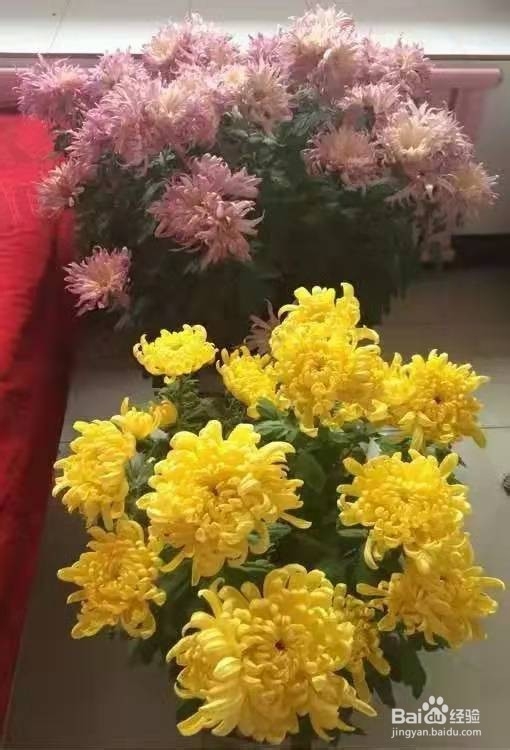 3种花专挑秋天开，随便养1盆，连爆3个月