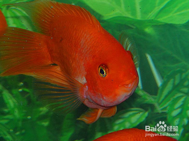 防止鹦鹉鱼打架的办法