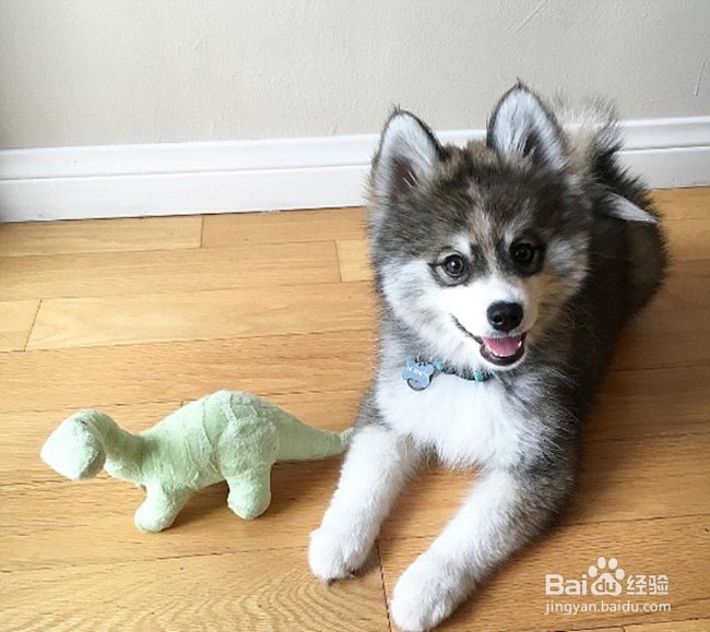 颜值超高的诺曼，想要一个嘛