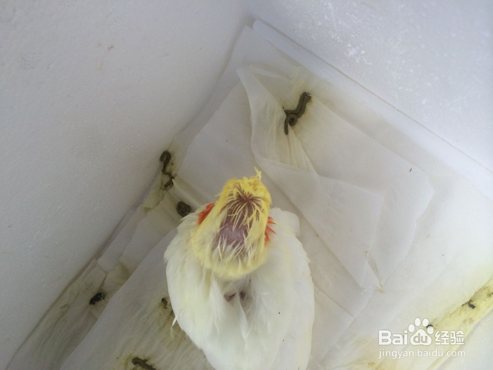 玄凤鹦鹉疾病--肠炎