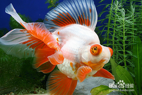 观赏鱼烂尾巴怎么处理