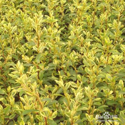 小丑火棘的培育方法和注意事项