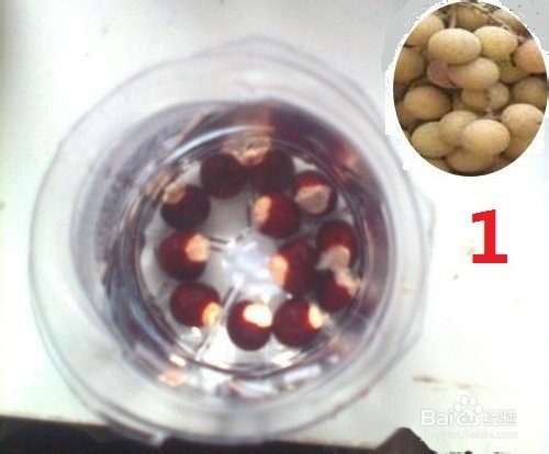 龙眼盆栽种发与大面积大规模种植方法