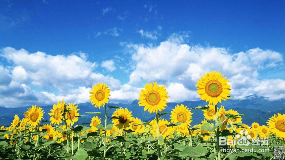 太阳花如何种植？