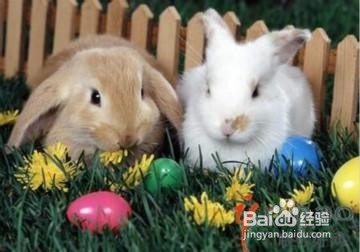 如何养兔子让它健康成长