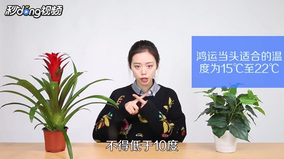 如何养殖鸿运当头花