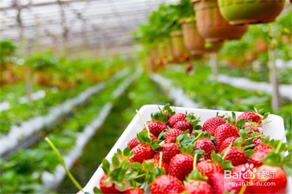 如何种植草莓