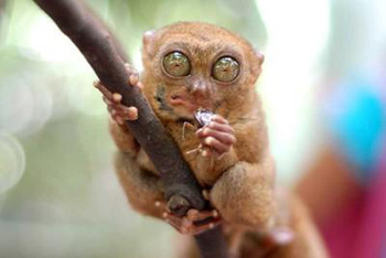 菲律宾旅游攻略之海上珍珠宿雾岛