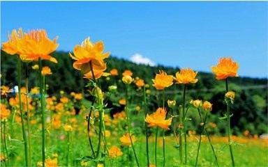 怎样让金莲花常年开花?