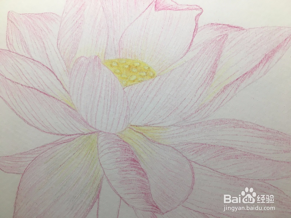 手绘画一朵荷花的彩铅画 莲花铅笔画