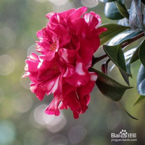 解决茶花烂根的小妙招有哪些?