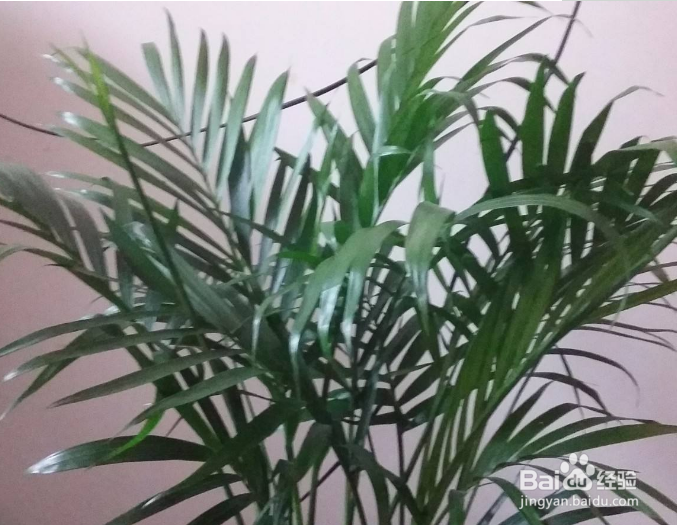 散尾竹室内如何养