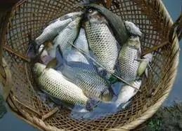 孩子吃这些食物必定聪明,宝妈转起备用