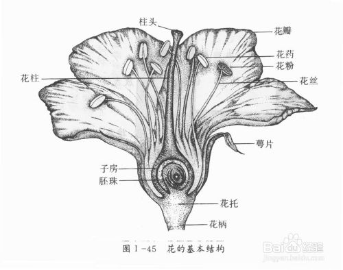 中学生物知识记忆方法 百度经验