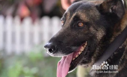 功勋犬“道海”如何搜山破案，厉害了Word的犬！