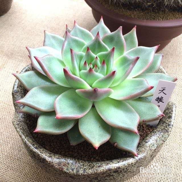 自制多肉营养土,适合自己的才是最重要!