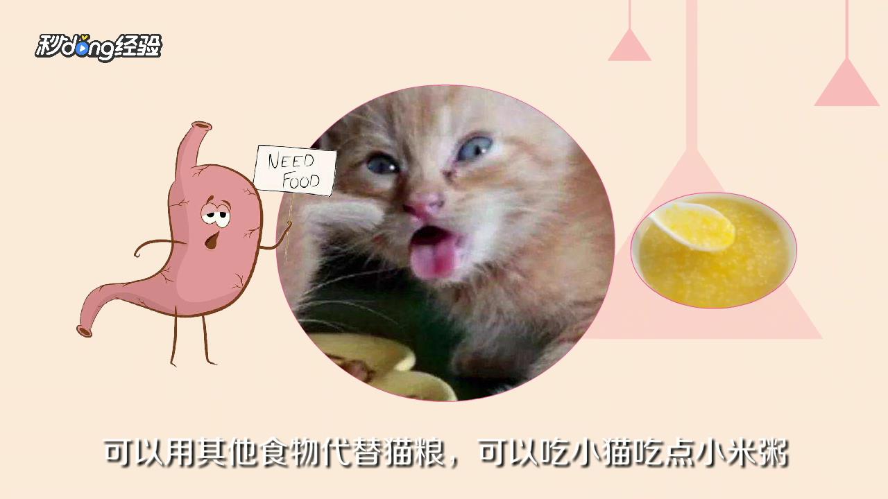 猫咪为什么呕吐没有消化的猫粮
