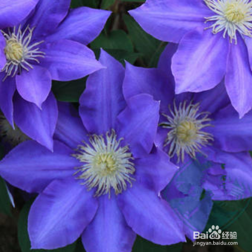 铁线莲冬天修根需要注意的事项有哪些？