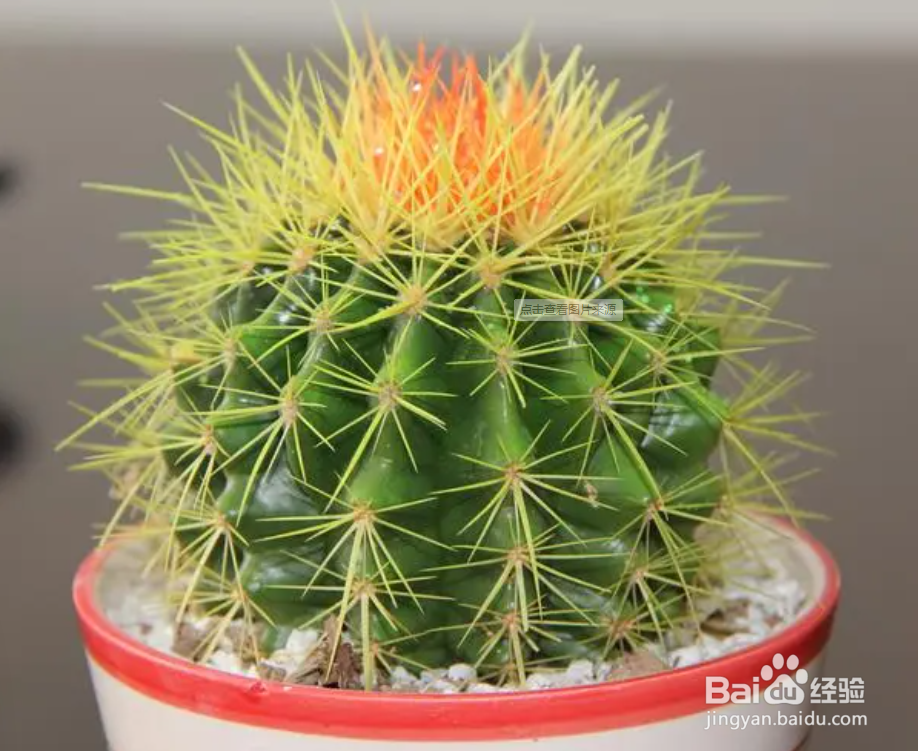 仙人球种植方法和注意事项