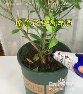 怎么在家种绿植