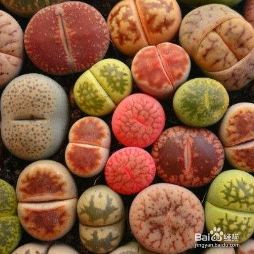 多肉那些好养？