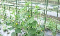 农村怎么种植黄瓜
