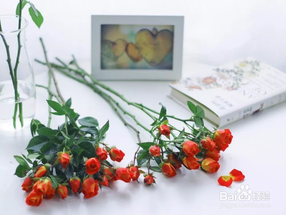 花小好鲜花多头玫瑰养护