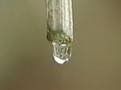 【丝瓜水】丝瓜水哪个牌子好_丝瓜水好用吗?