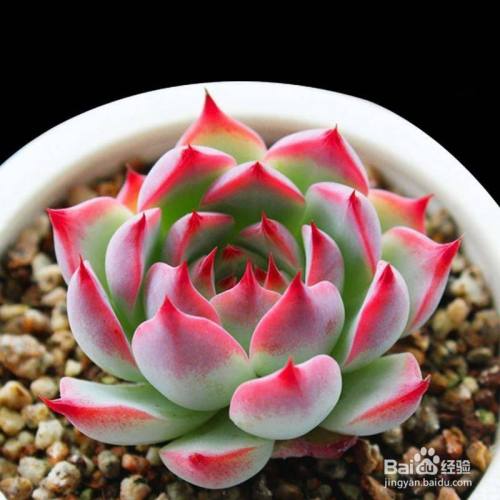 多肉植物品种大全图解 百度经验