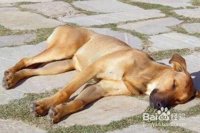 狗狗中暑的表现