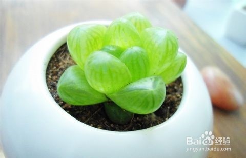 多肉植物怎么养--春夏秋冬四季怎么养多肉植物