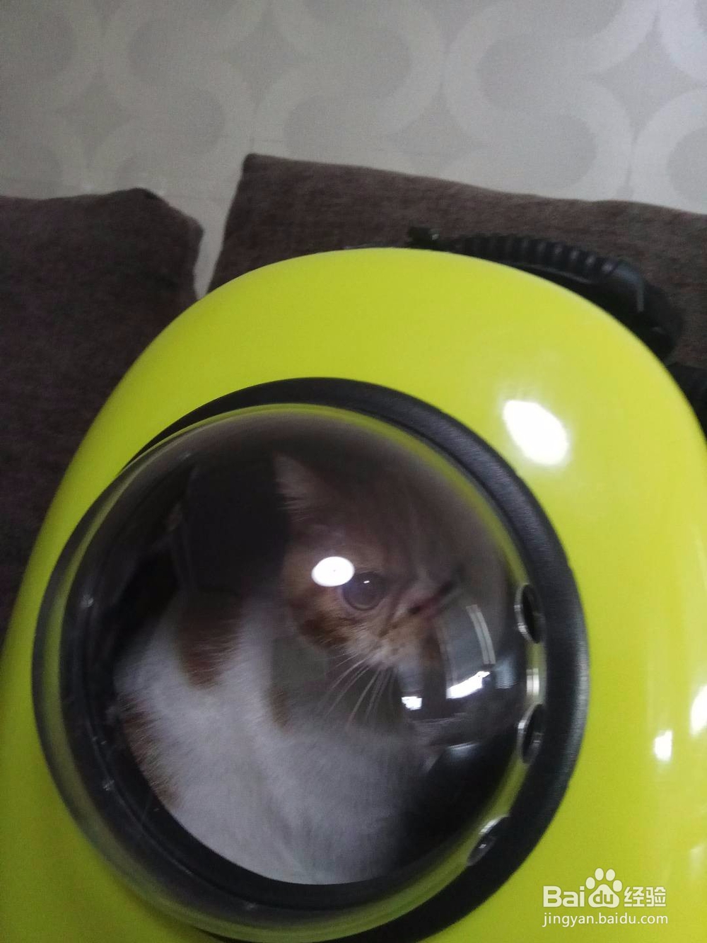 怎么训练猫咪的服从性