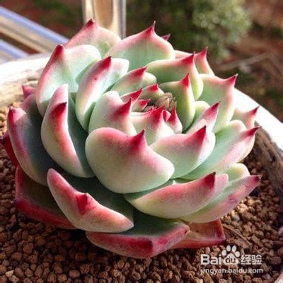 养多肉就选这几种,放任不管一样生长茂盛