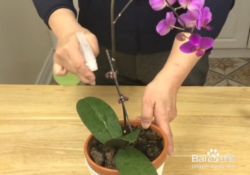 蝴蝶兰夏季怎么管理