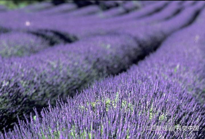 薰衣草可以助睡眠吗