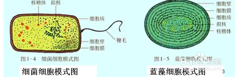 地球生物是如何进化的