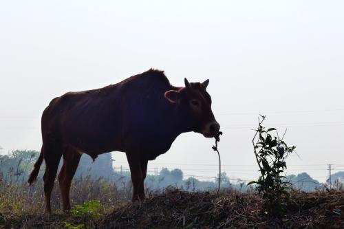 牛的精神和意志是指什么