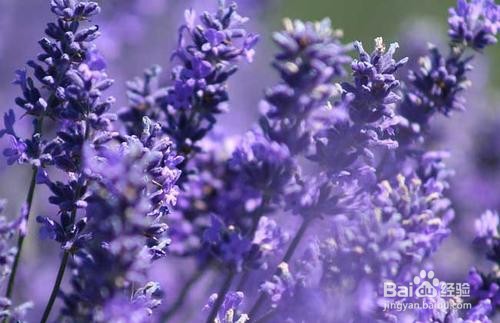 如何养薰衣草