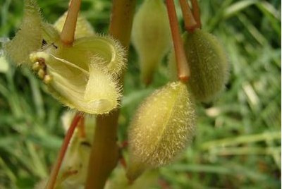 剥开的凤仙花种子是什么样子