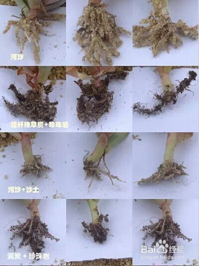 如何趁秋季将多肉植物迅速养大变肥