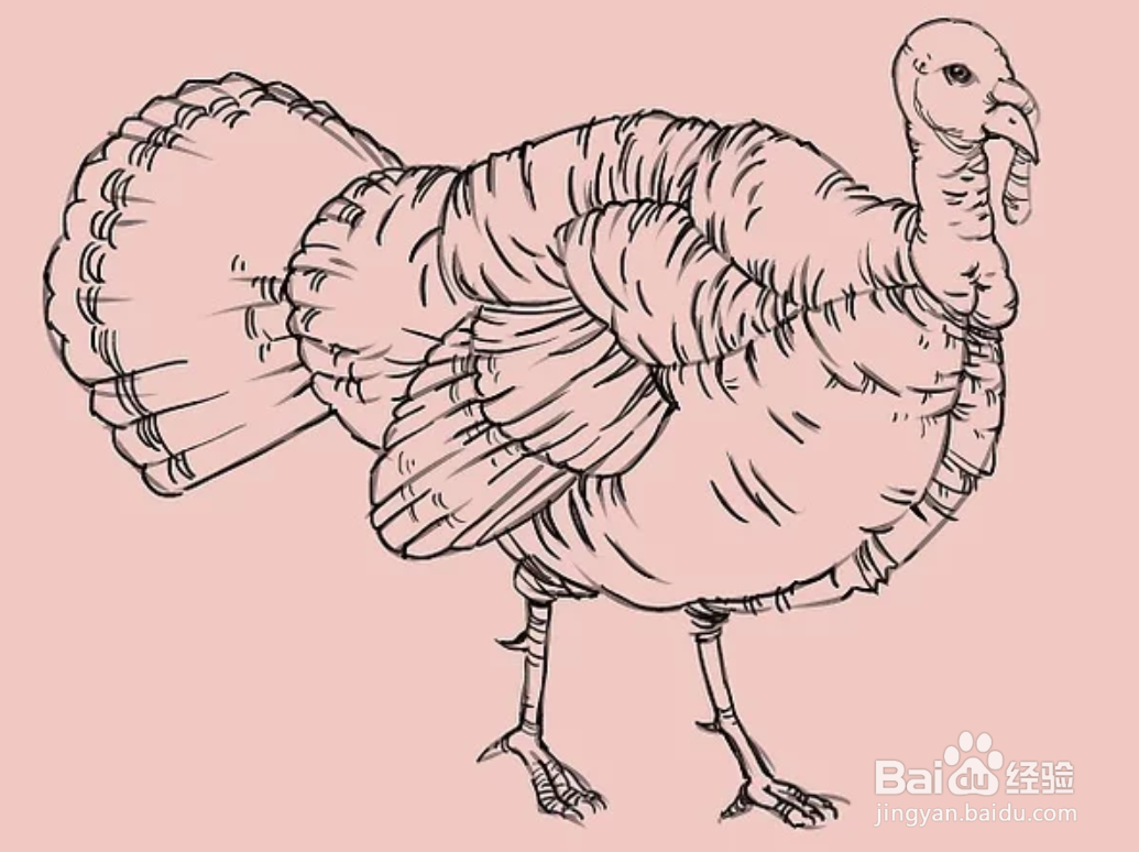 如何画一只火鸡