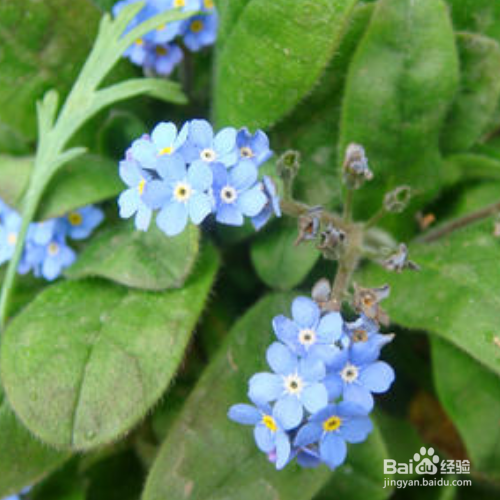 勿忘我春天可以种吗？