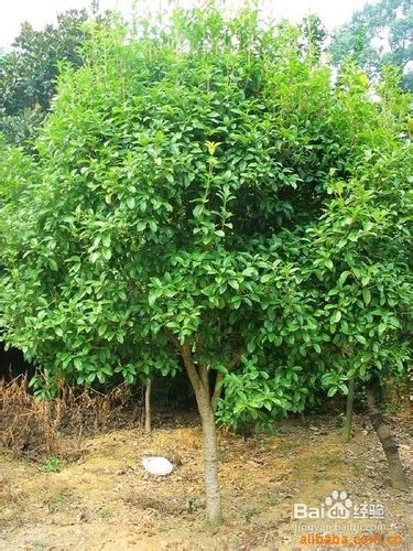 如何移栽常绿乔木